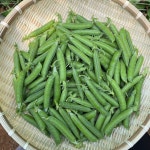 햇 완두콩 껍질콩 산지직송 제철완두콩 2kg, 1개 : 예준농장