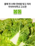 해풍맞아 아삭한 국내산 봄동 배추 : time to shinee