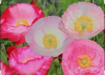 분홍 꽃양귀비 : 어성전 꽃밭