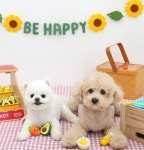 패리스독 굿모닝 푸드  라텍스 토이 1개, 랜덤발송 : 숭구리댕댕