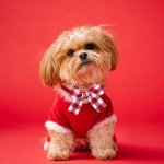 애완동물 나비넥타이 귀여운 소형견과 고양이 빨간색 사각형 악센트 1. Red Style : 호걸쇼핑14호점