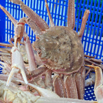 [세관통관 직후] 북해도 대게 살 꽉찬 장맛 좋은 대게 1kg : 주식회사 사라수산