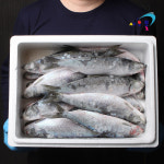 구이용 청어 5kg 냉동 생선구이 : 새우몰