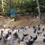 강원고성 자연방목 유황 청계란 (30구~) 청란 유정란 부화용 초란 백봉오골계란 (난각1번) : 스타시드