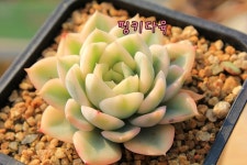 다육금 귀한 백금 에리카금 골드 다육이 농장 포트 특이한 귀한 희귀 돈나무 돈식물 금다육이 : 핑키다육