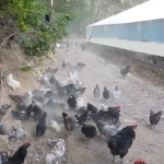 강원고성 자연방목 유황 청계란 (30구~) 청란 유정란 부화용 초란 백봉오골계란 (난각1번) : 스타시드