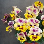 T76 프릴비올라 봄꽃 (동일상품발송) 소풍꽃농장 : 스프링독