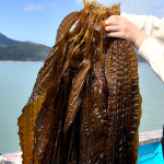 [프레쉬서비스] 완도 생 곰피미역 1kg : 원더랜드커머스