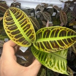 라비시아 그린 (둥근 형태) 비라리움식물 정글플랜츠 : 정글헤이븐