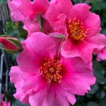 씨유 인 핑크 (See You in Pink) 씨유 시리즈 (See You Series) 독일 코르데스 ADR 로젤락스 컬렉션 정원장미, 3년생 3~5지 화분묘 : 로즈... 