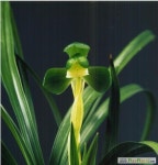 한국춘란 운정소 : 보람난원