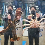 갈릴리수산 국내산 포항 제철 박달 영덕 대게 게 1kg [국산박달] 부터 러시아 : 갈릴리 수산