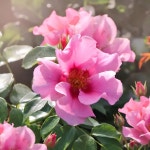 씨유 인 핑크 (See You in Pink) 씨유 시리즈 (See You Series) 독일 코르데스 ADR 로젤락스 컬렉션 정원장미, 3년생 3~5지 화분묘 : 로즈... 