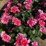 씨유 인 핑크 (See You in Pink) 씨유 시리즈 (See You Series) 독일 코르데스 ADR 로젤락스 컬렉션 정원장미, 3년생 3~5지 화분묘 : 로즈... 