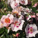 씨유 인 레드 (See You in Red) 독일 코르데스 씨유 시리즈 (See You Series) 정원장미, 3년생 3~5지 화분묘 : 로즈 홀릭