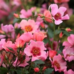 씨유 인 핑크 (See You in Pink) 씨유 시리즈 (See You Series) 독일 코르데스 ADR 로젤락스 컬렉션 정원장미, 3년생 3~5지 화분묘 : 로즈... 