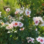 씨유 인 레드 (See You in Red) 독일 코르데스 씨유 시리즈 (See You Series) 정원장미, 3년생 3~5지 화분묘 : 로즈 홀릭