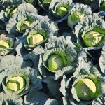 서리맞은 제주 유기농 양배추 : 제주설아씨농장