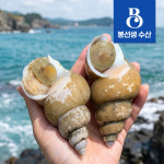 포항 동해안 자연산 제철 백고동 백골뱅이 1kg : 봉선생수산