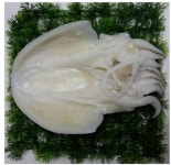 국내산 갑오징어 : 여수수협중매인8호 여수바다