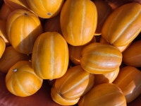 정인농원 제철과일 성주참외 고당도 정품, 못난이 판매합니다. : 농업법인 정인농원