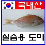 실습용 도미 : 여수수협중매인8호 여수바다