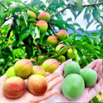 광양매실 청매실 홍매실 남고 황매실 쪼갠매실 매실 3kg 5kg 10kg : 달콤퐁당마켓