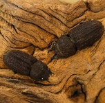 털보 왕사슴벌레 성충 (곤충농장 직접사육) : 참좋은굼벵이 곤충농장