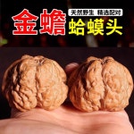 귀족 호두 호도 지압 장흥 A 귀족호도박물관 초보자 방지 사과밭 32 35mm 30mm 1 원색 작은말뚝 두꺼비머리 36mm 6종세트 : 하루담그림자