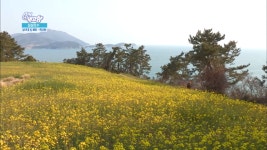 부산출발 여수 하화도꽃섬 당일여행 삼성투어 : 부산삼성투어