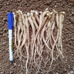 2년근 40뿌리 묘삼새싹삼종삼 26년 경기포천산 : 정직한농장 청춘농원