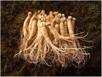 금산 참 인삼 수삼 원수삼 믹서 (21-26뿌리) 750g : 참인삼