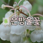 은방울꽃나무 묘목 제노비아 7치포트묘 : 언니농원