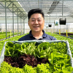무농약 아쿠아포닉스 진천 유러피안 샐러드 봉채소 아지르카 카이피라 이자벨 600g, 2개 : 봉채소