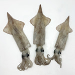 국내산 동해안 급냉 한치 : 지구마을 친환경농산물