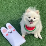 반려동물 침 수건 개 고양이 칼라 턱받이 강아지 만화 수박 스카프, 옷 입히기 액세서리 : harinharin