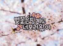 벚꽃 토퍼 봄나들이 벚꽃토퍼 기념일 가족 봄소풍 봄놀이 : 해피엔딩토퍼