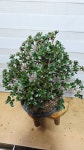 [왜철쭉] 베란다월동 A0151 -동일품배송- 높이:45cm 폭:40cm : -수림화원-