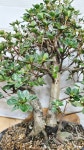 [왜철쭉] 베란다월동 A0151 -동일품배송- 높이:45cm 폭:40cm : -수림화원-