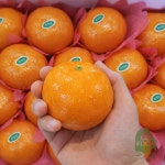 건담농수산 제주 천혜향 선물세트 귤배달 천의향 서귀포 천해향 고당도 : 건담농수산