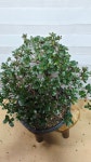 [왜철쭉] 베란다월동 A0151 -동일품배송- 높이:45cm 폭:40cm : -수림화원-