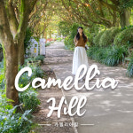 제주 카멜리아힐 +조안베어뮤지엄& 낙타트래킹& 자연인족욕 / 제주 여행 수국 동백 핑크뮬리 : WEPICK