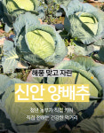 전남 신안 청년농부 양배추 + 대파 이벤트 : 푸름팜농장