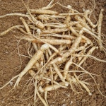 달랭이 묘삼 2년근 90~110뿌리 120g 산양삼 종삼 심는인삼 26년 봄 발아 : 정직한농장 청춘농원