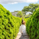 제주 카멜리아힐 +조안베어뮤지엄& 낙타트래킹& 자연인족욕 / 제주 여행 수국 동백 핑크뮬리 : WEPICK