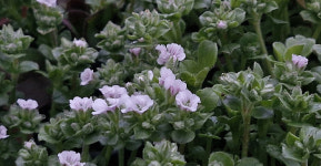 이끼용담 크란베리 봄꽃 모종 미니식물 행잉식물 월동 : 봉양 야생화