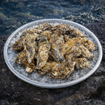 석화연서면본점거제 | 산지직송 통영 거제 굴 제철 석화 5kg : 해물모아수산