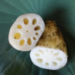 농장직송 연근 종자 / 홍련,백련,무지개 꽃연 종자 : 내만갯벌 연근농장