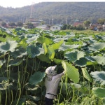 무농약으로 직접 재배한 쪼갠연자 연자 150g : 내만갯벌 연근농장