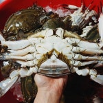 활 암꽃게 철 봄 꽃게 제철 꽃개 활꽃게 간장게장용 알베기 암게 알배기 생물 서해안 1kg : 소소한밭